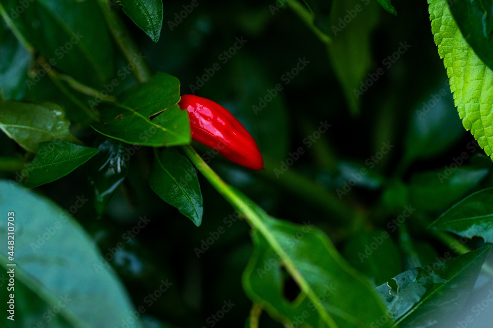 Eine rote Chili umgeben von grünen Blättern Eine rote Chili umgeben von grünen Blättern