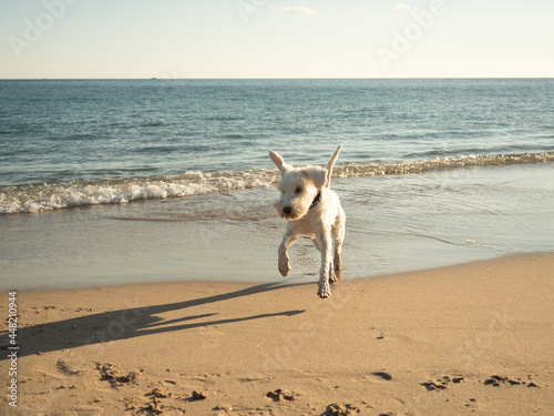 white mini schnauzer dog happy jumping on the beach