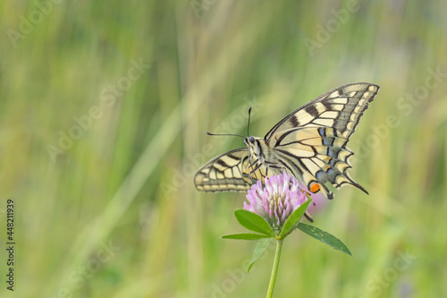 Swallowtail butterfly  Papilio machaon  on a clover blossom. Ventral view.