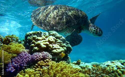 sea turtle swims in coral