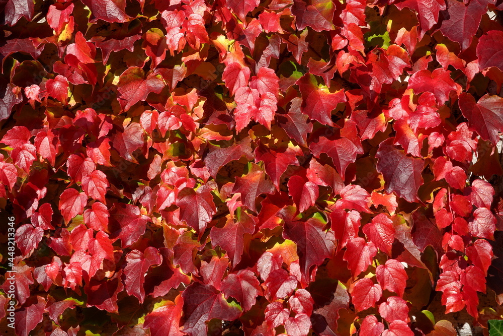 Boston ivy in autumn in various shades of red color. The creeping plant as a seasonal background. In Latin it is called Parthenocissus tricuspidata. Boston ivy in autumn in various shades of red color. The creeping plant as a seasonal background. In Latin it is called Parthenocissus tricuspidata.
