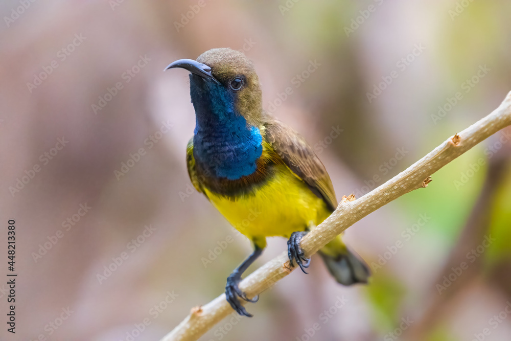 Obraz premium Olive-backed Sunbird perching on branch