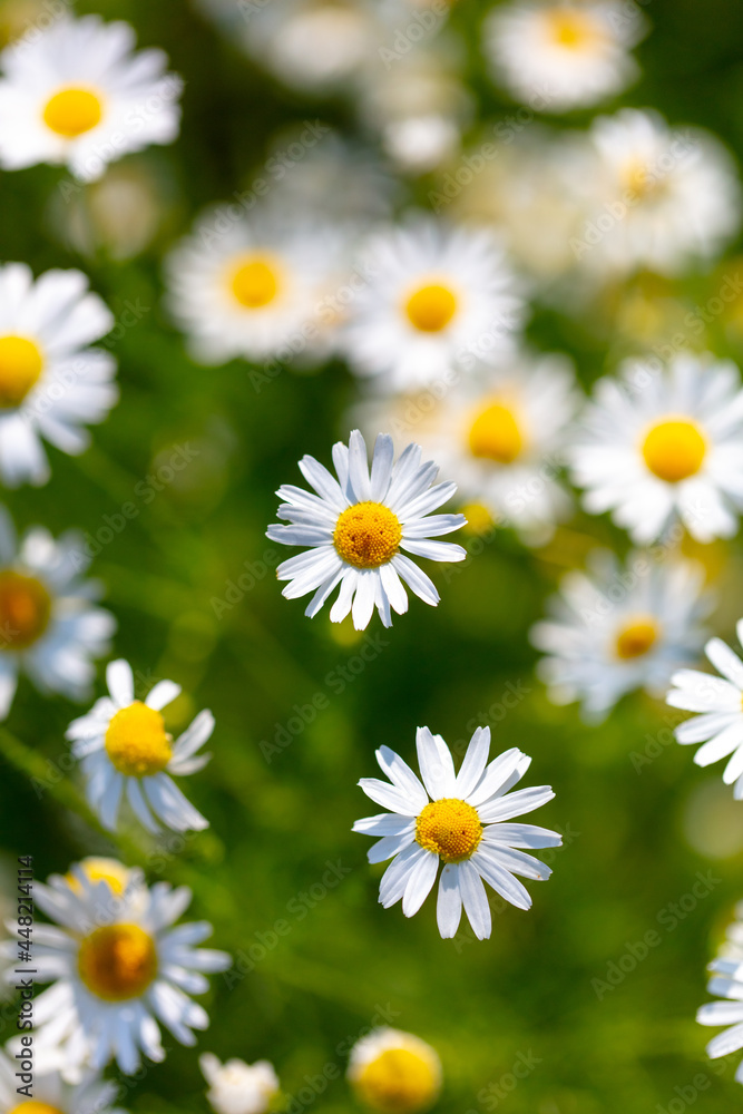 Beautiful chamomile flowers in nature.