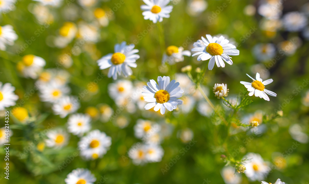 Fototapeta premium Beautiful chamomile flowers in nature.