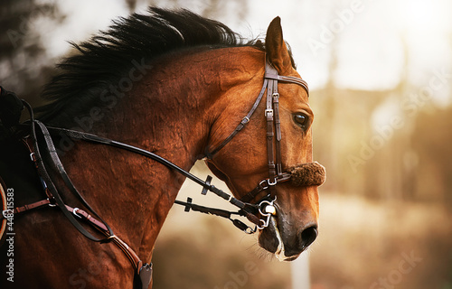 Fototapeta Naklejka Na Ścianę i Meble -  A portrait of a beautiful bay horse with a dark mane and a bridle on its muzzle, which jumps quickly on a sunny autumn day. Equestrian sports. Horse riding.