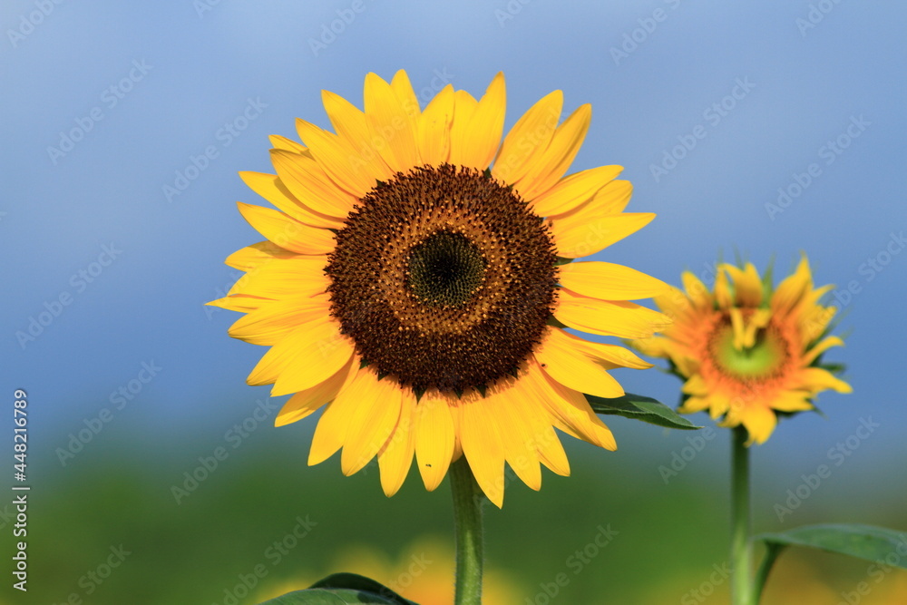We have a large sunflower field in the countryside We have a large sunflower field in the countryside