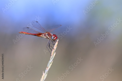 una libellula rossa su un filo d'erba