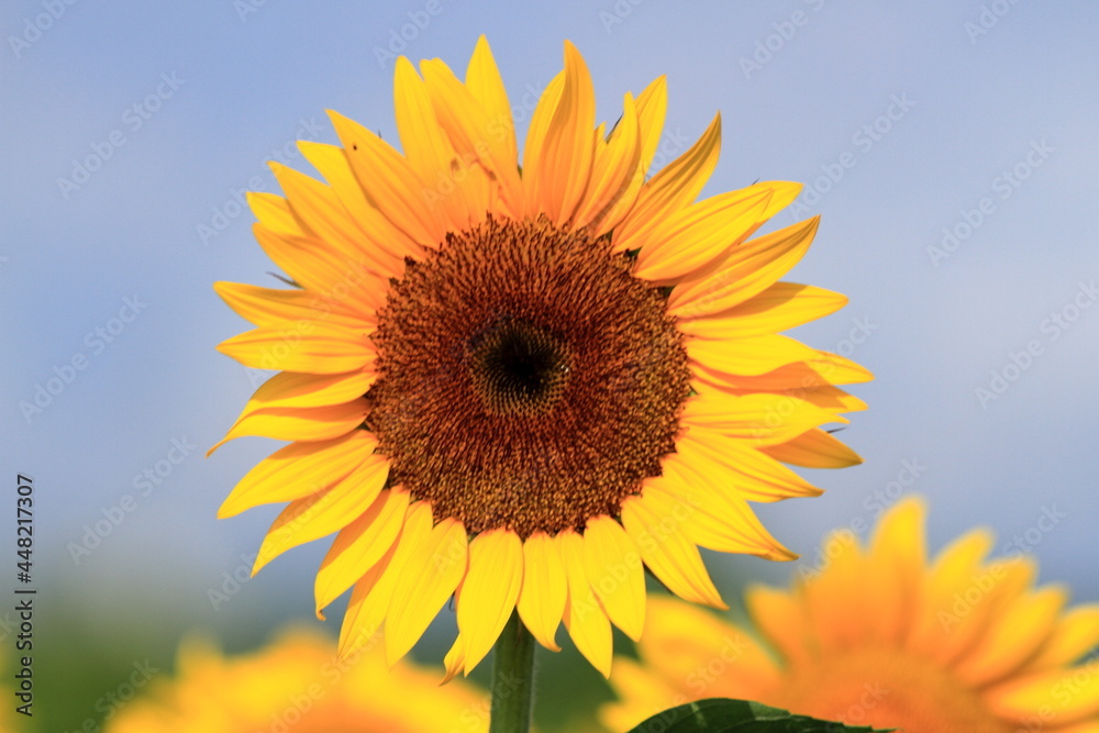 I want to go to a sunflower field to take some nice photos