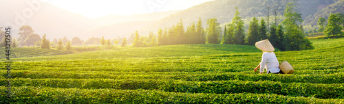 Obraz na płótnie Woman Harvesting Green Tea Leaves w salonie