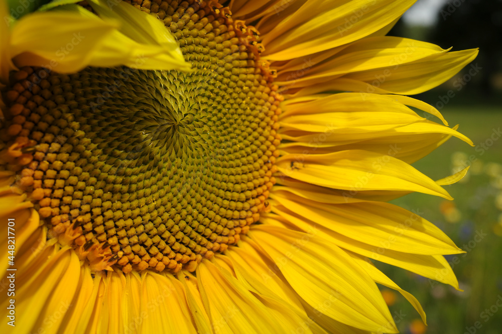 Extreme close-up of a yellow sunflower in a meadow Extreme close-up of a yellow sunflower in a meadow
