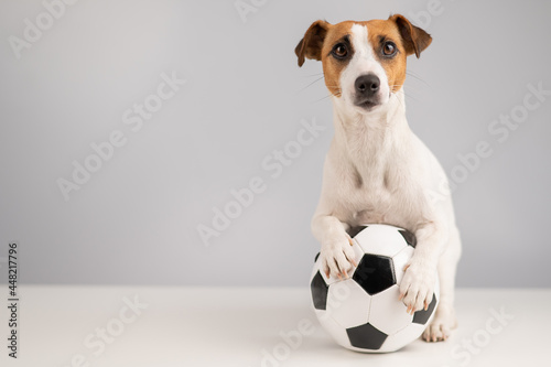 Jack russell terrier dog with soccer ball on white background photo