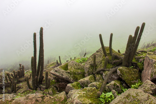 Long-stemmed cactus growing on rocks, background a cloudy landscape.