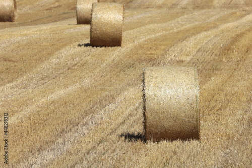 小麦ロール　小麦　ロール　麦稈ロール　収穫