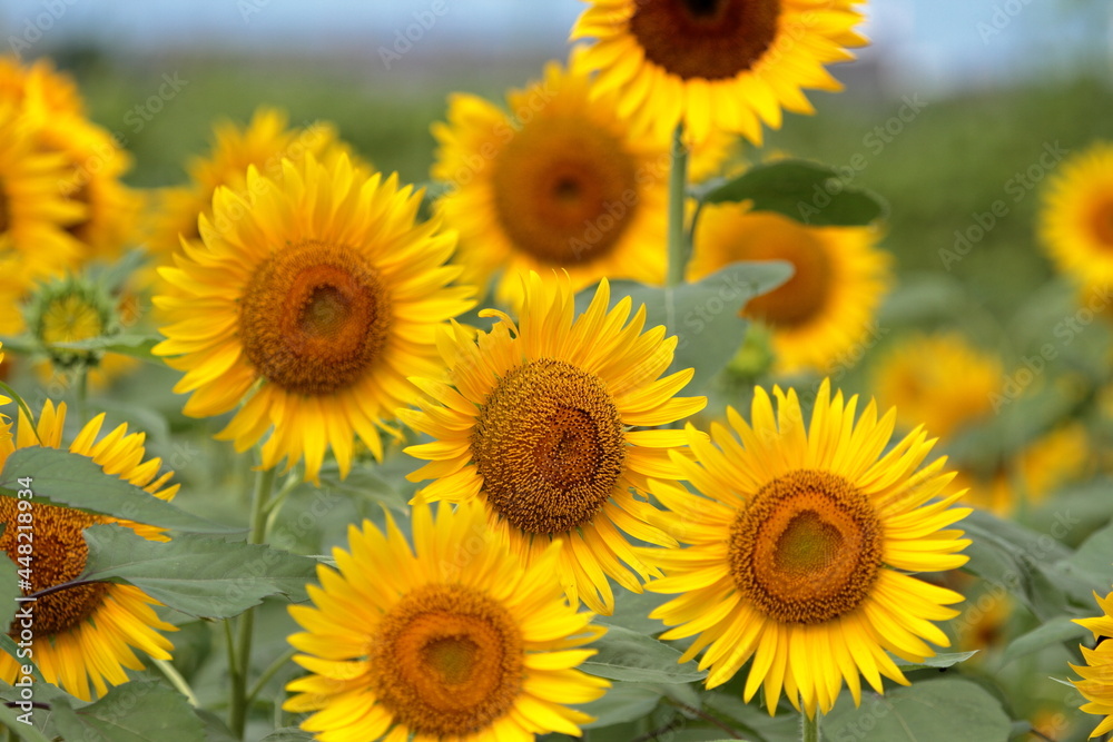 I want to go to a sunflower field to take some nice photos