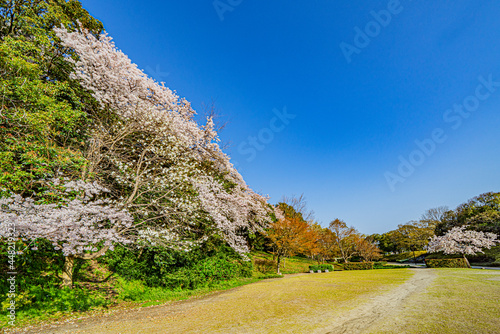 春の小牧山山麓北面