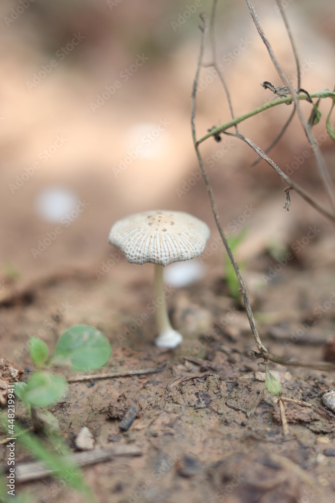 Beautiful Mushroom - close up look Beautiful Mushroom - close up look
