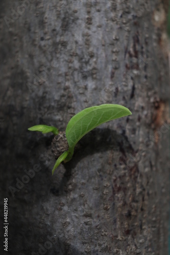 Beautiful tiny leaves 