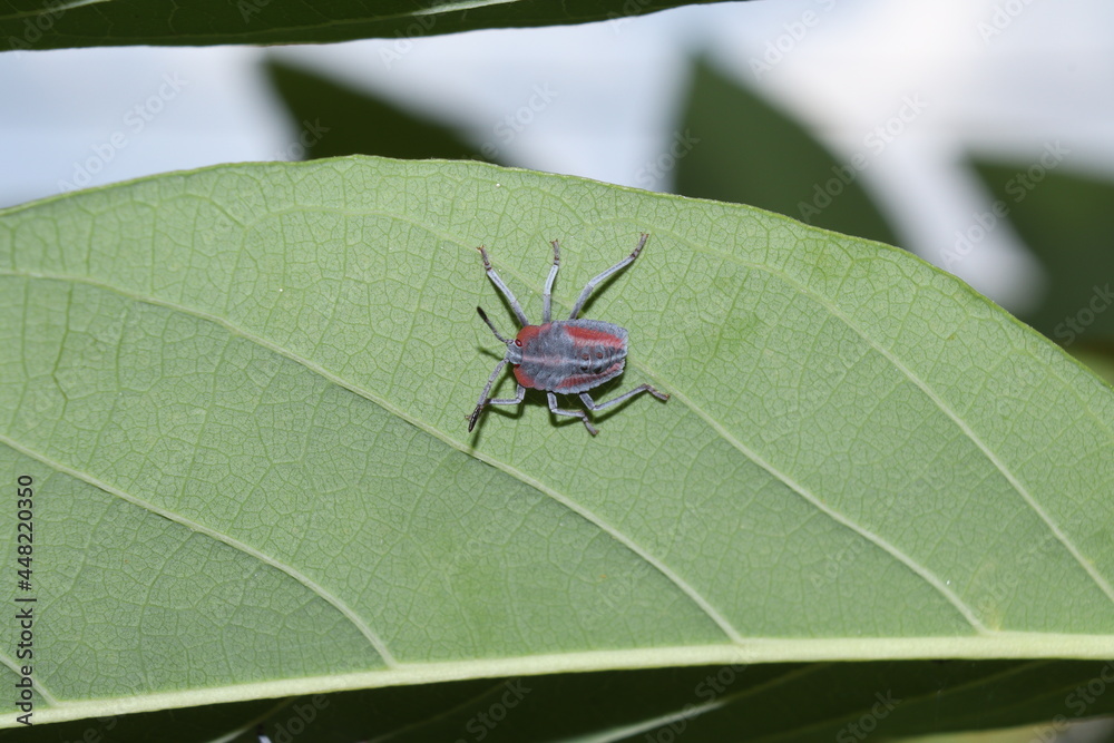 Naklejka premium sting insect