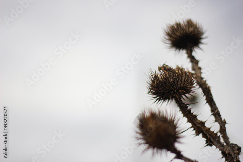 thistle flower