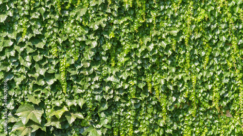 green ivy background texture