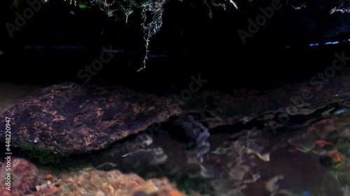 Close shot of Japanese Giant Salamander in pure Daisen Mountain River, Tottori photo