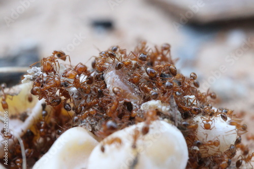 The Army of Ants