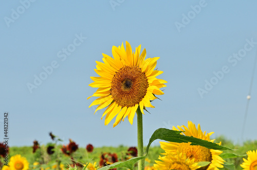 I want to go to a sunflower field to take some nice photos