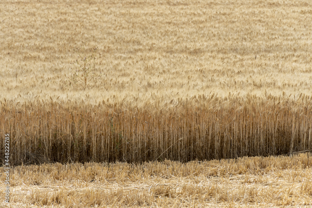Fototapeta premium Full length of a gold wheat field