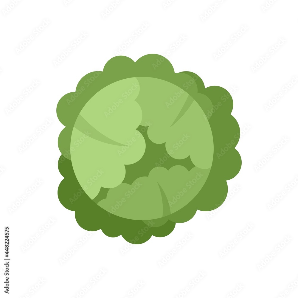 Food cabbage icon flat isolated vector