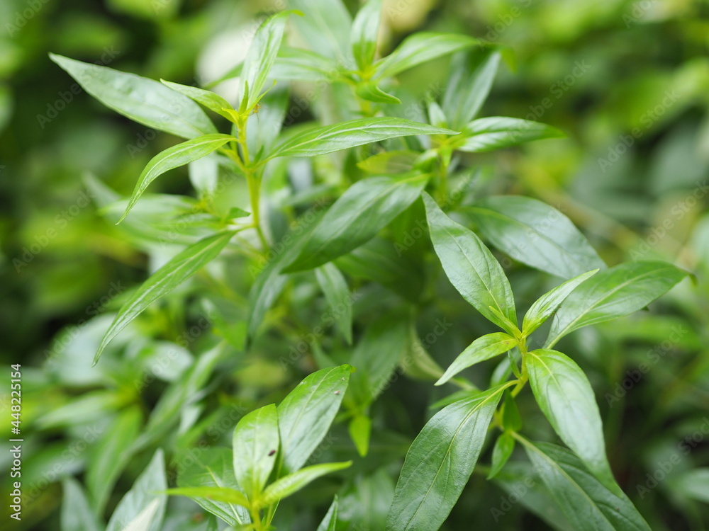 Thai herbs King of Bitter scientific name Andrographis paniculate Burm, Fah Talai john, green vegetable tree plant blooming in garden nature protect coronavirus, covid-19 Thai herbs King of Bitter scientific name Andrographis paniculate Burm, Fah Talai john, green vegetable tree plant blooming in garden nature protect coronavirus, covid-19