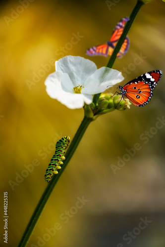 Two butterflies (monarch butterfly or Danaus plexippus soft focus and Plain Tiger or Danaus chrysippus focus) and one caterpillar with white blossom flower to get morning meal.
