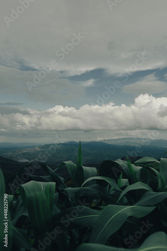 mountian of thailand forest and sky