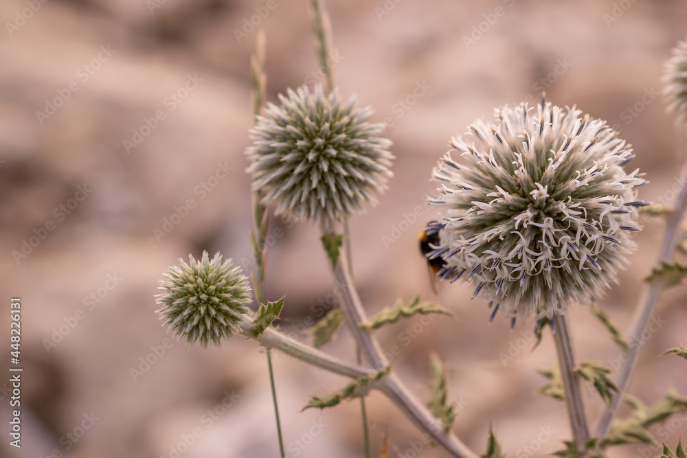 Interesting summer round flower with white petals, close-up 