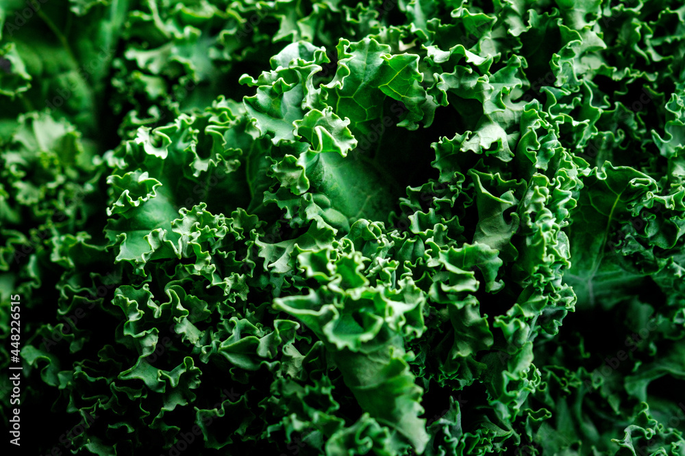 Texture of Curly Kale green cabbage close-up. Super Food Kale Salad Leaves for Vegetarians and Healthy Eating
