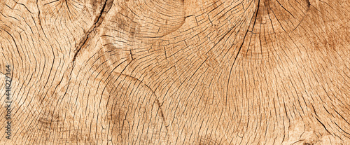 wood texture banner- cross section of an old oak #448227364