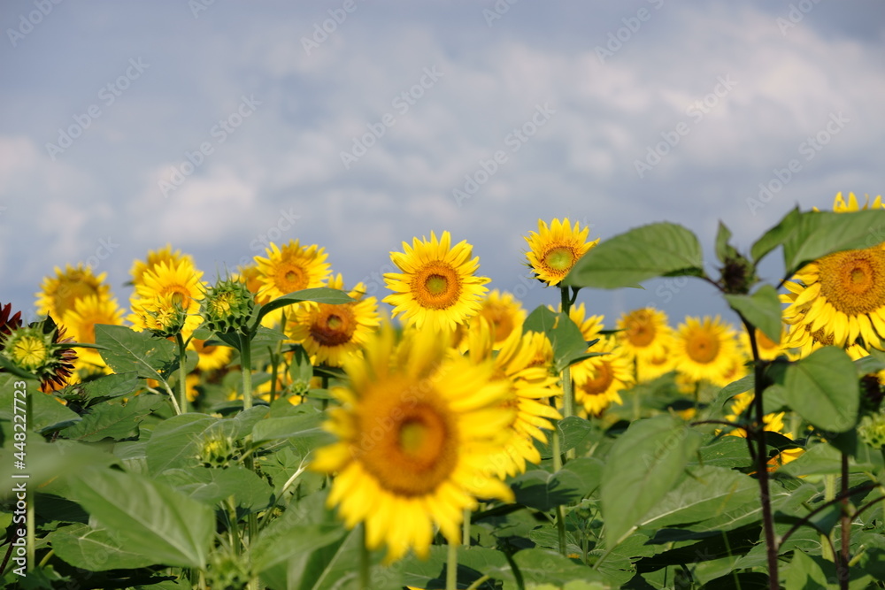 Fototapeta premium We have a large sunflower field in the countryside
