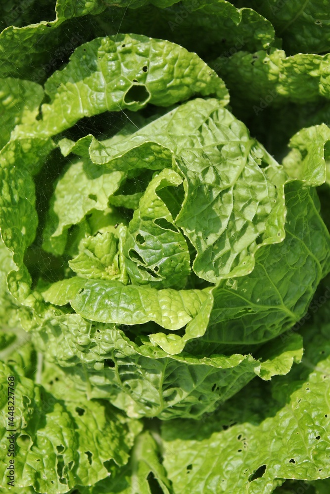 lettuce lettuce