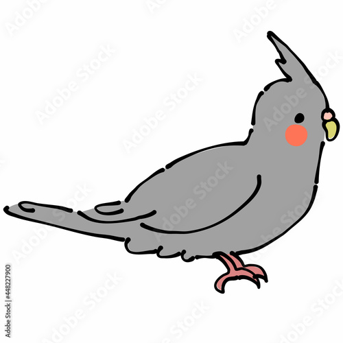 灰色のオカメインコ　横