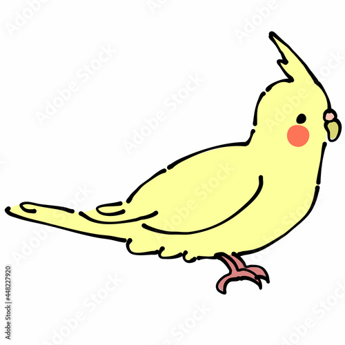 黄色のオカメインコ　横