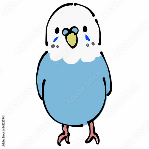 青いセキセイインコ　正面