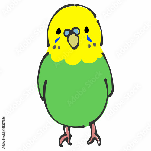 緑と黄色のセキセイインコ　正面