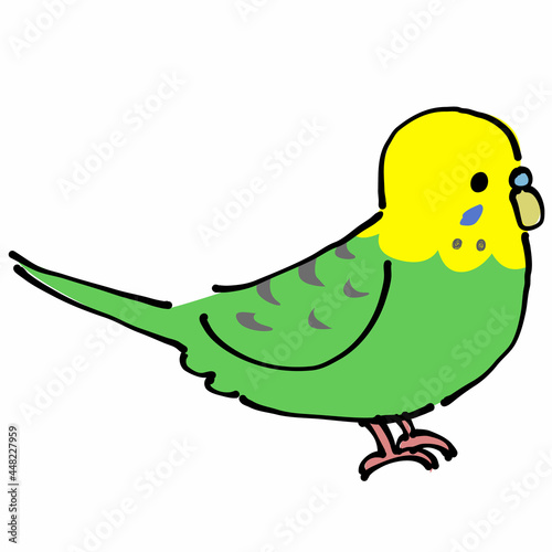 緑と黄色のセキセイインコ　横