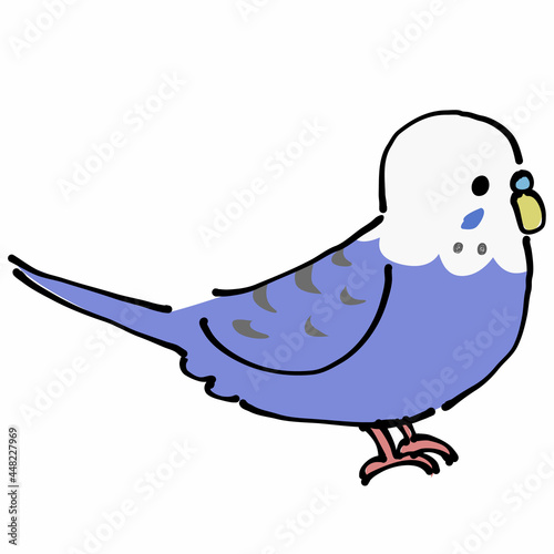 紫のセキセイインコ　横