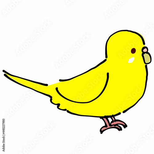 黄色のセキセイインコ　横