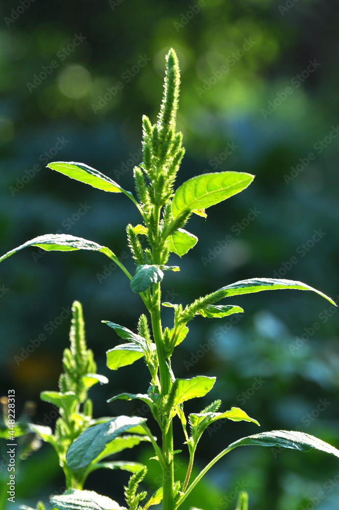In nature, as a weed grows common amaranthus In nature, as a weed grows common amaranthus