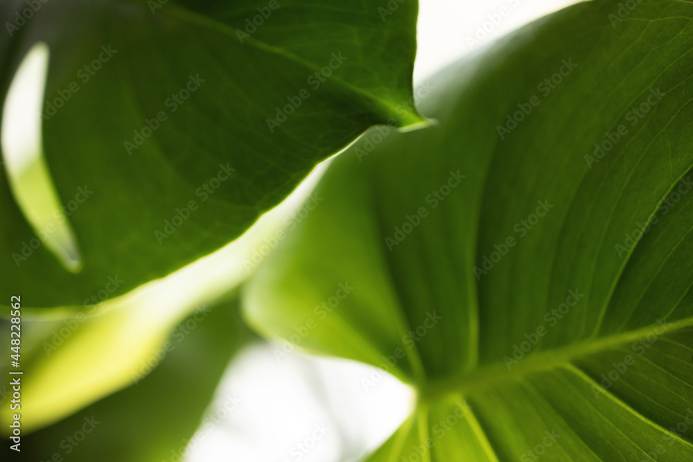 Large Monstera leaves Large Monstera leaves