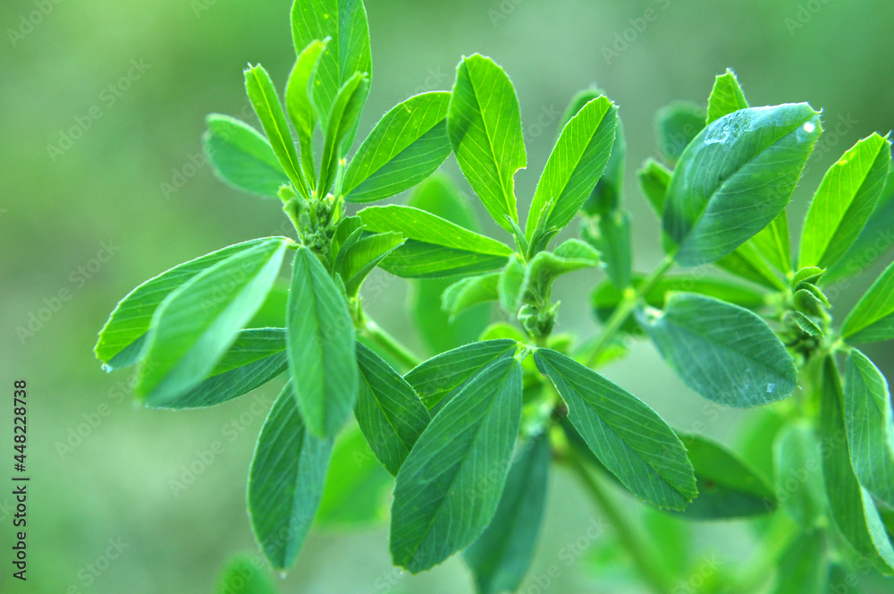 In the spring field young alfalfa grows In the spring field young alfalfa grows
