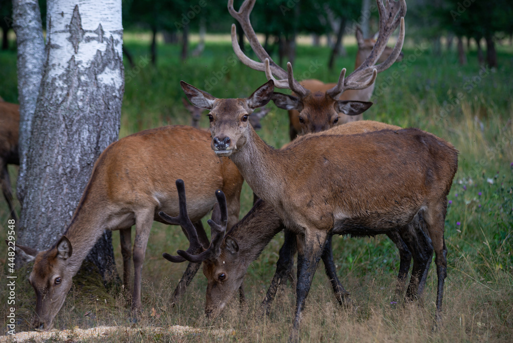 Fototapeta premium pack of deers eating and looking up at me while I was taking a picture