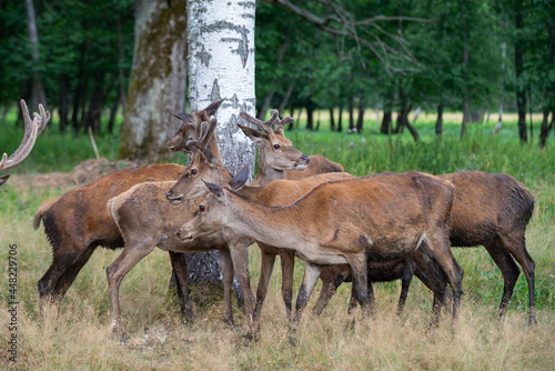 herd of deer in the forest in a green grass on a sunny summer day.
