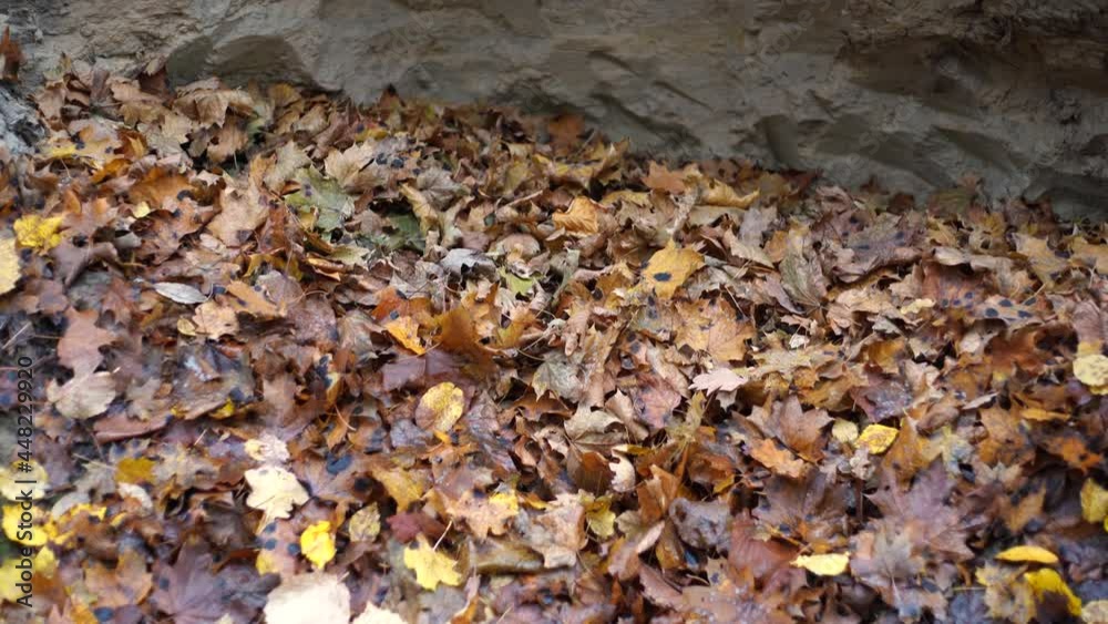Cute brown cat walking carefully outdoors on dry brown autumn fallen leaves Cute brown cat walking carefully outdoors on dry brown autumn fallen leaves